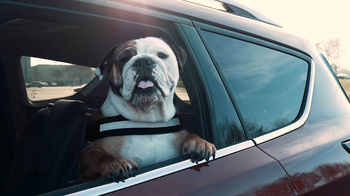 This is the best way of transporting your pet in a car